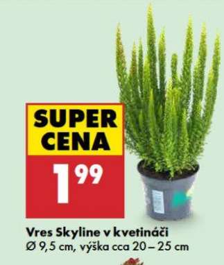 Vres Skyline v kvetináči