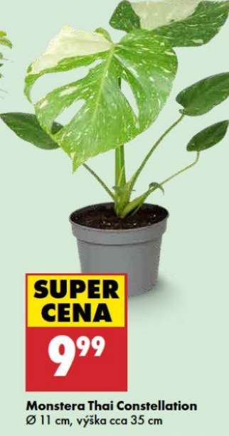 Monstera „Thai Constellation“