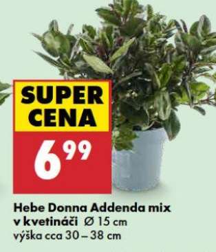 Hebe Donna Addenda mix