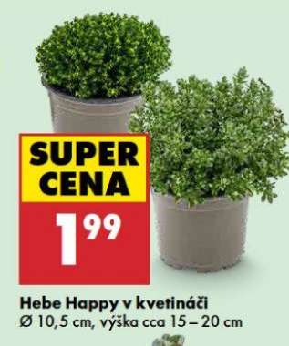 Hebe Happy v kvetináči