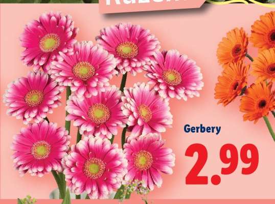 Gerbery
