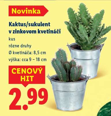 Kaktus/sukulent v zinkovom kvetináči