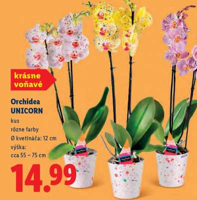 Orchidea UNICORN