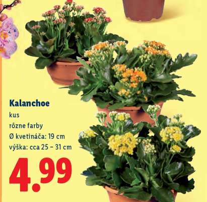 Kalanchoe