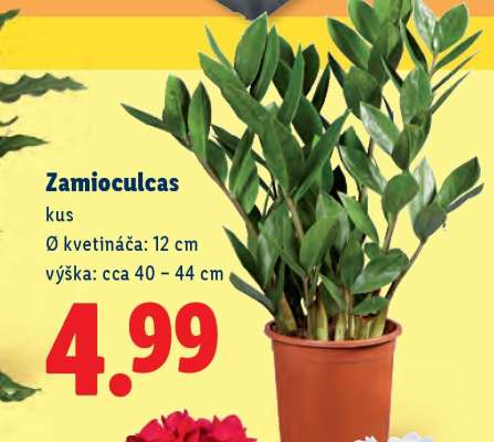 Zamioculcas