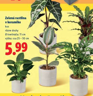 Zelená rastlina v keramike