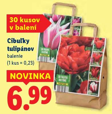 Cibuľky tulipánov