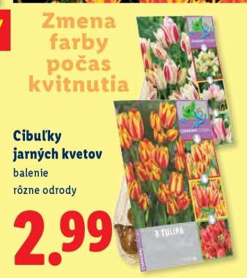 Cibuľky jarných kvetov