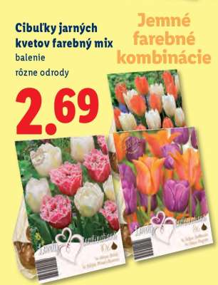 Cibuľky jarných kvetov farebný mix