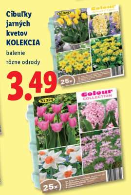 Cibuľky jarných kvetov KOLEKCIA