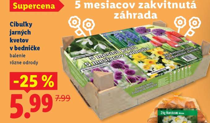Cibuľky jarných kvetov v bedničke