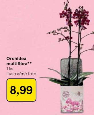 Orchidea multiflora