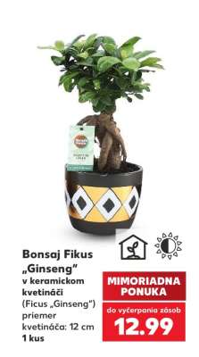 Bonsaj Fikus Ginseng