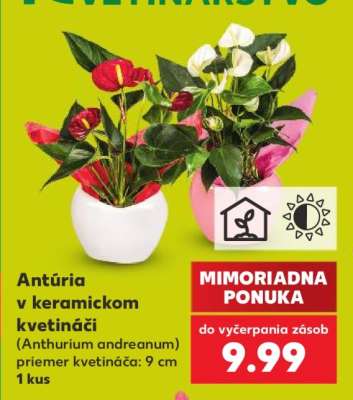 Antúria v keramickom kvetináči