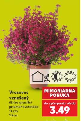 Vresovec vznešený