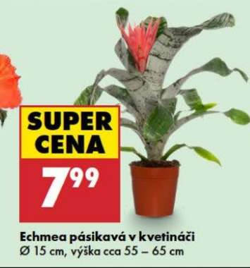 Echmea pásikavá v kvetináči