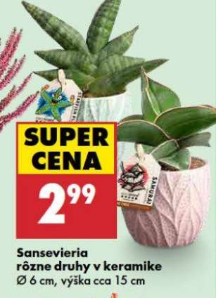 Sansevieria
