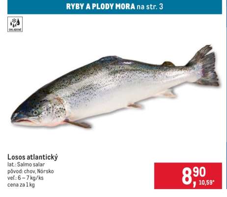 Losos atlantický