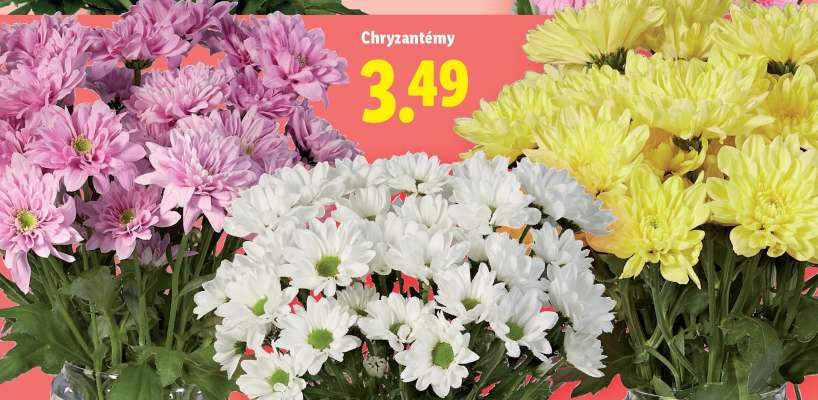 Chryzantémy