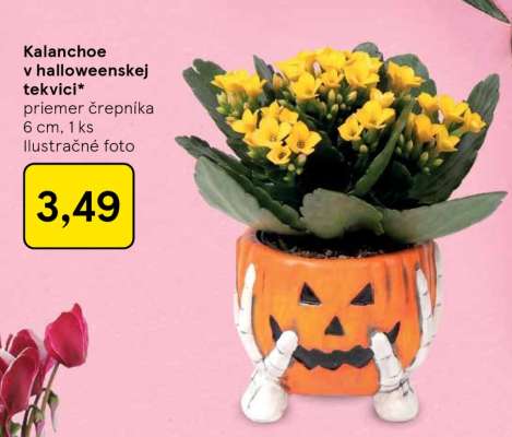 Kalanchoe v halloweenskej tekvici