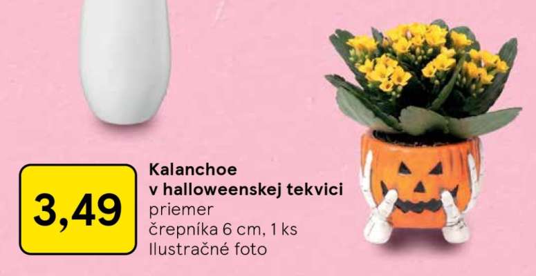 Kalanchoe v halloweenskej tekvici