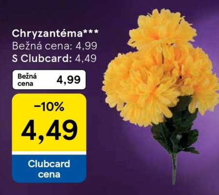 Chryzantéma