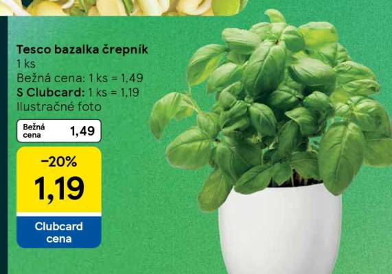 Tesco bazalka črepník