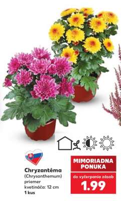 Chryzantéma (Chrysanthemum)