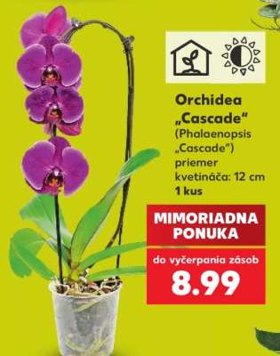 Orchidea Cascade