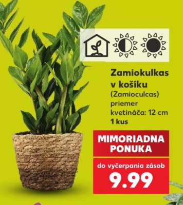Zamiokulkas v košíku