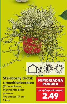 Strieborný drôtik s muehlenbeckiou