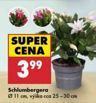 Schlumbergera