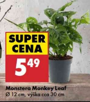 Monstera „Monkey Leaf“