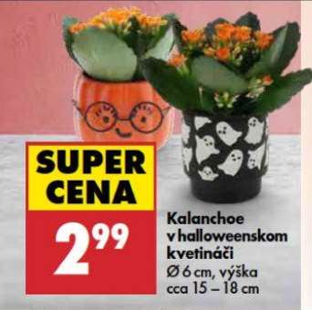 Kalanchoe v halloweenskom kvetináči