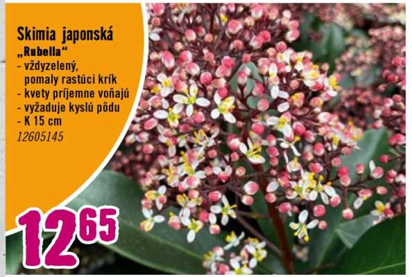 Skimia japonská „Rubella“