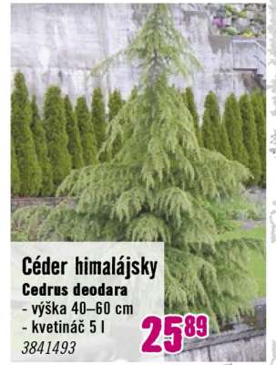 Céder himalájsky