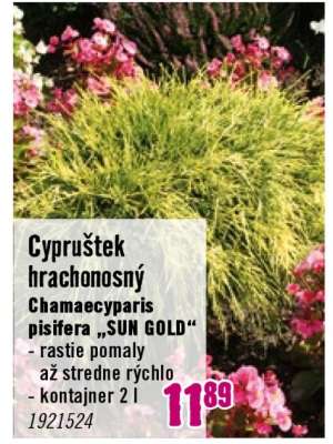 Cypruštek hrachonosný