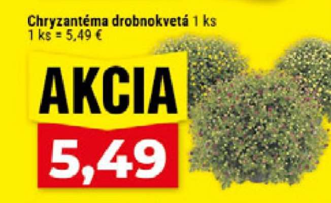 Chryzantéma drobnokvetá